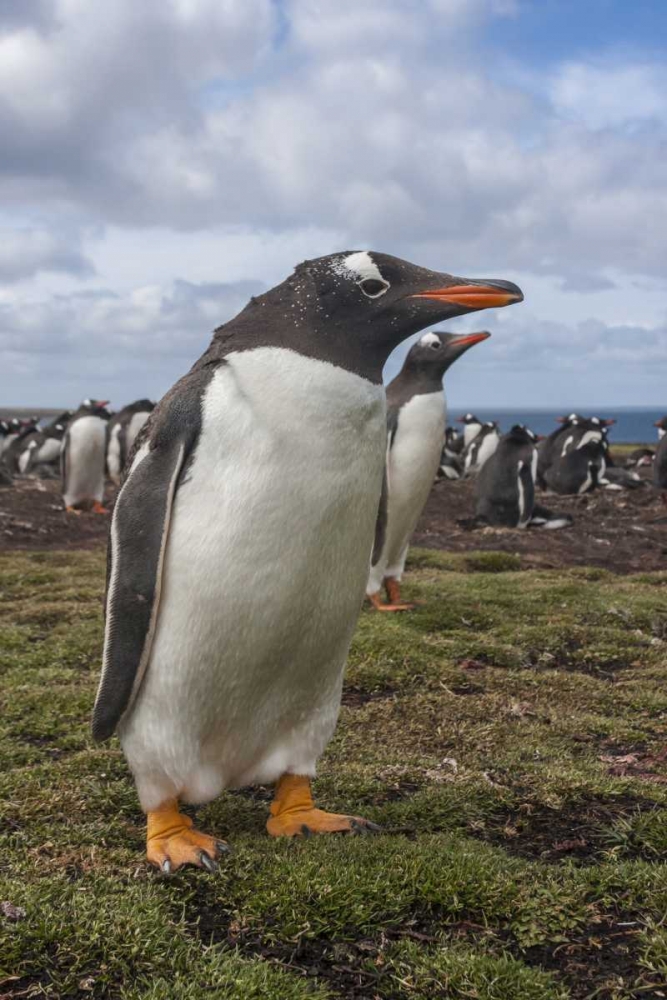 Falkland Islands, Bleaker Island Gentoo penguins